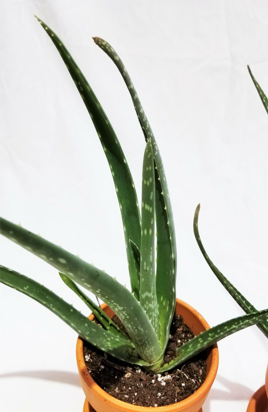 Set of 4, 4″-8″ Organic Aloe Vera Succulent Plants, Homeopathic Herbal Medicinal