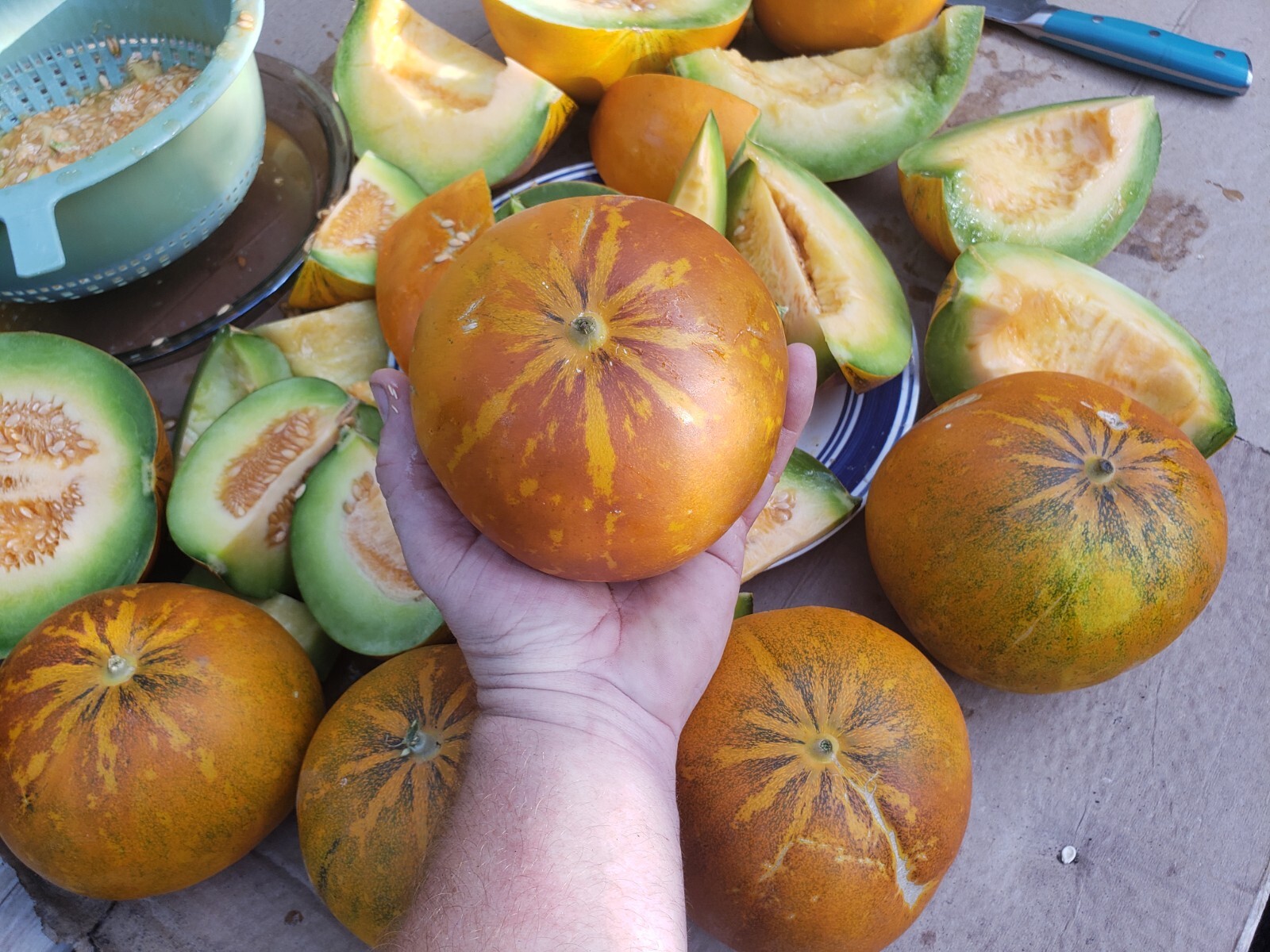 White Lion Green Orange Fleshed Melon Seeds! RARE Small Sweet Heirloom -Tracking