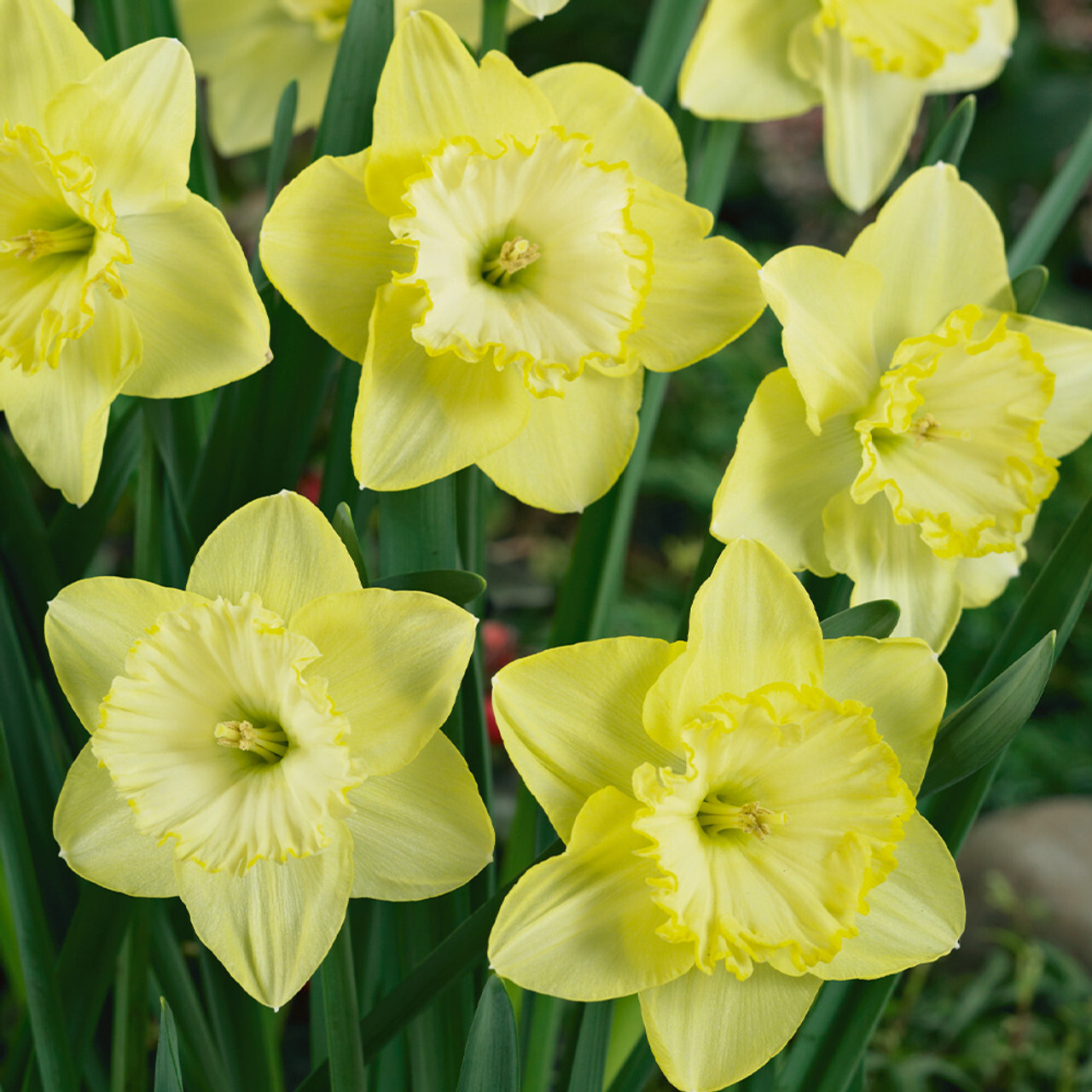 NARCISSUS~ST. PATRICKS DAY~FLOWER BULBS~LARGE CUPPED DAFFODILS~FRAGRANT BLOOMS!!