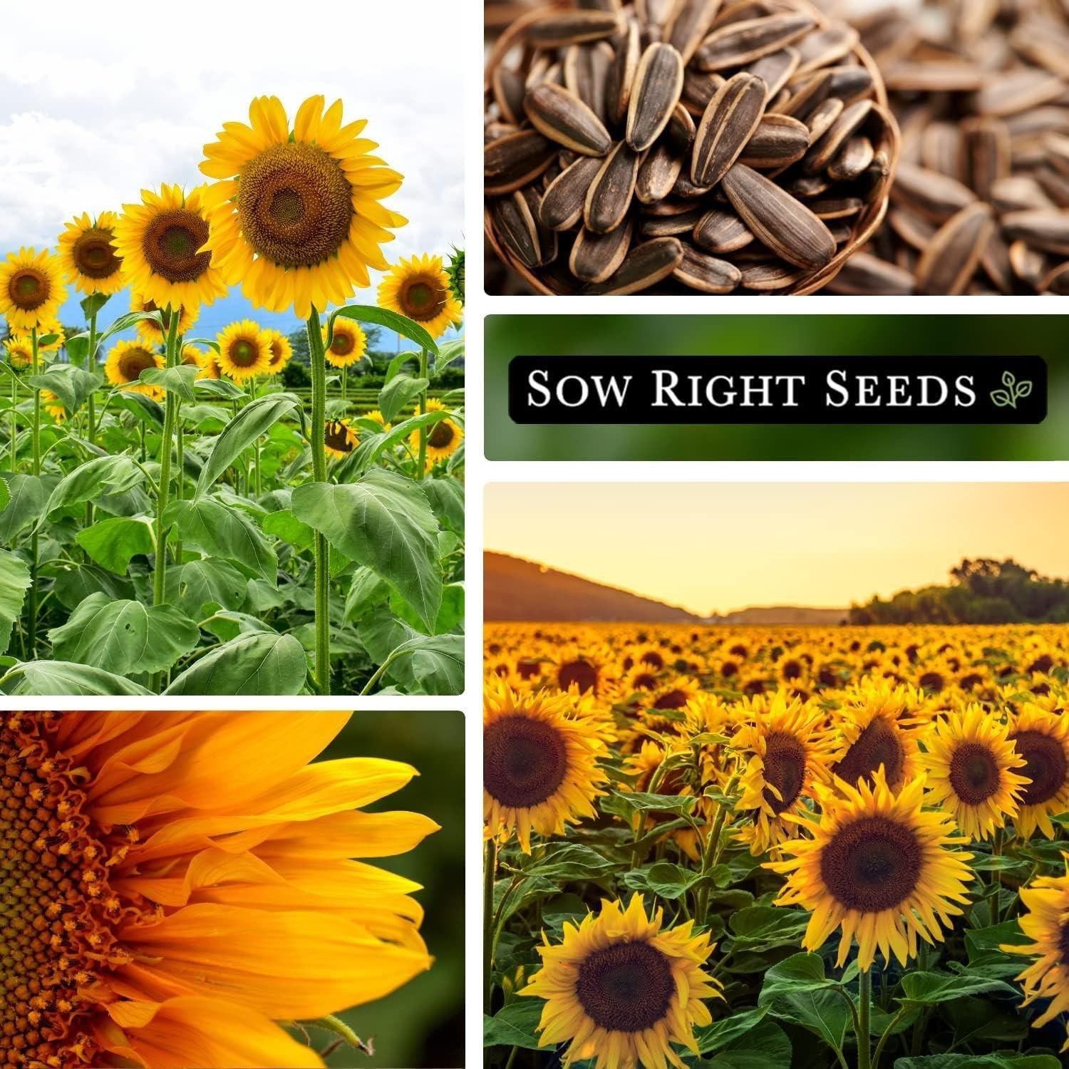 Mammoth Sunflower Seeds – High Germination Rate – Fragrant Outdoor Garden Blooms