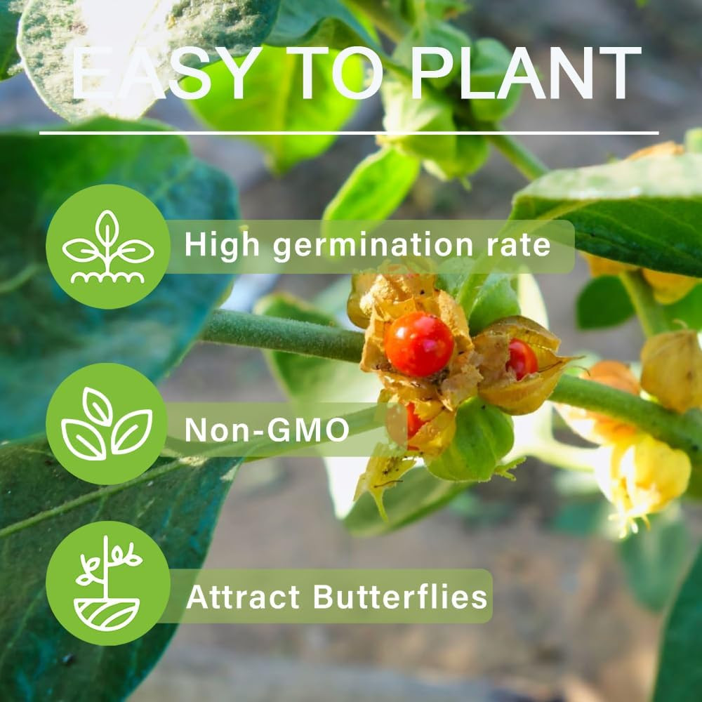 100+ Seed Ashwagandha Seeds for Planting Outdoor -Plant & Grow Heirloom Medicina