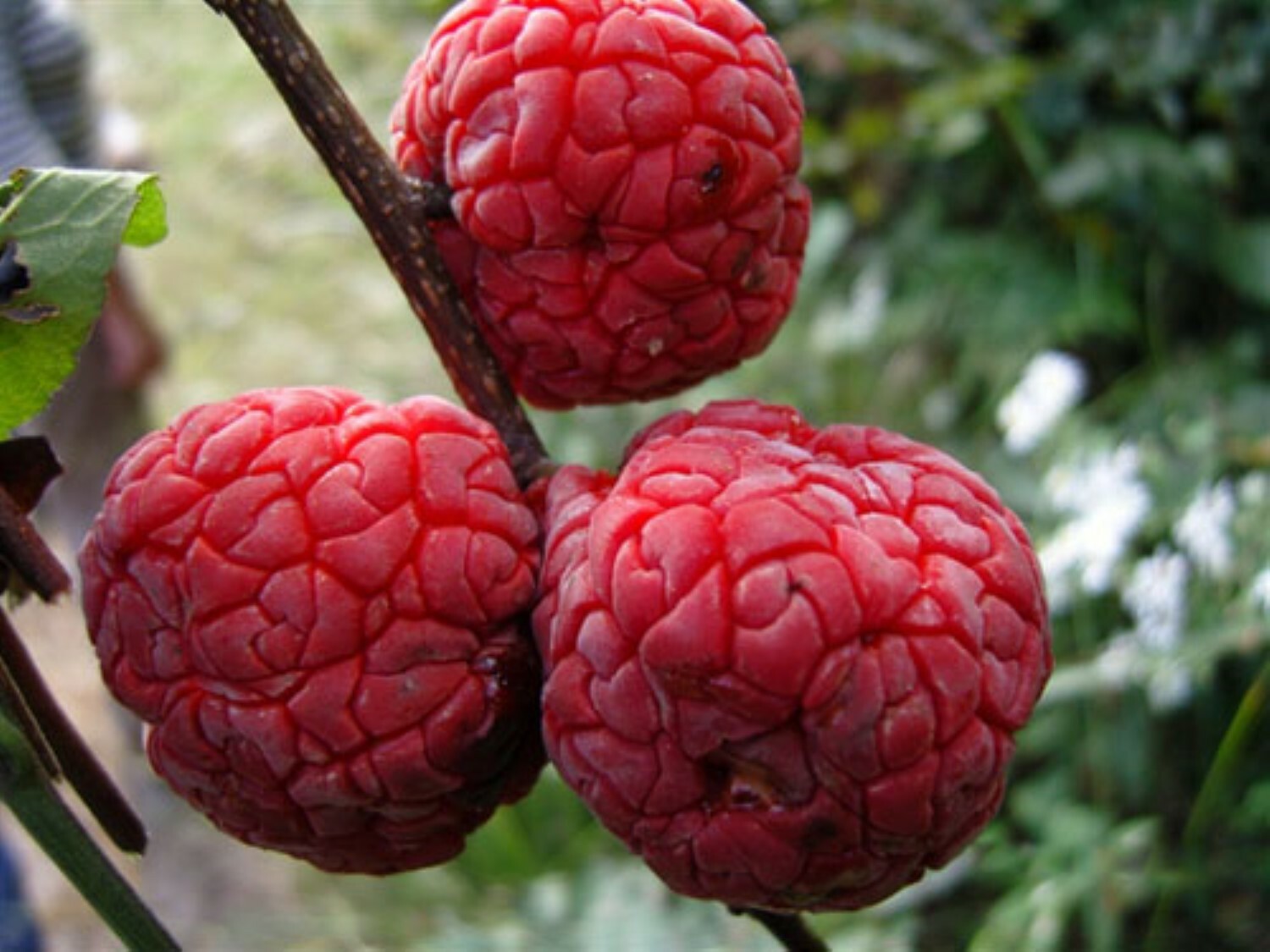 2-3 ft. Che Seedless plant, Chinese Mulberry 1 year old, grafted, Cudrania