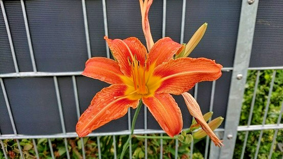 5 MOMMA’S RED PEPPERS DAYLILY SEEEDS – Hemerocallis ‘Momma’s Red Peppers’