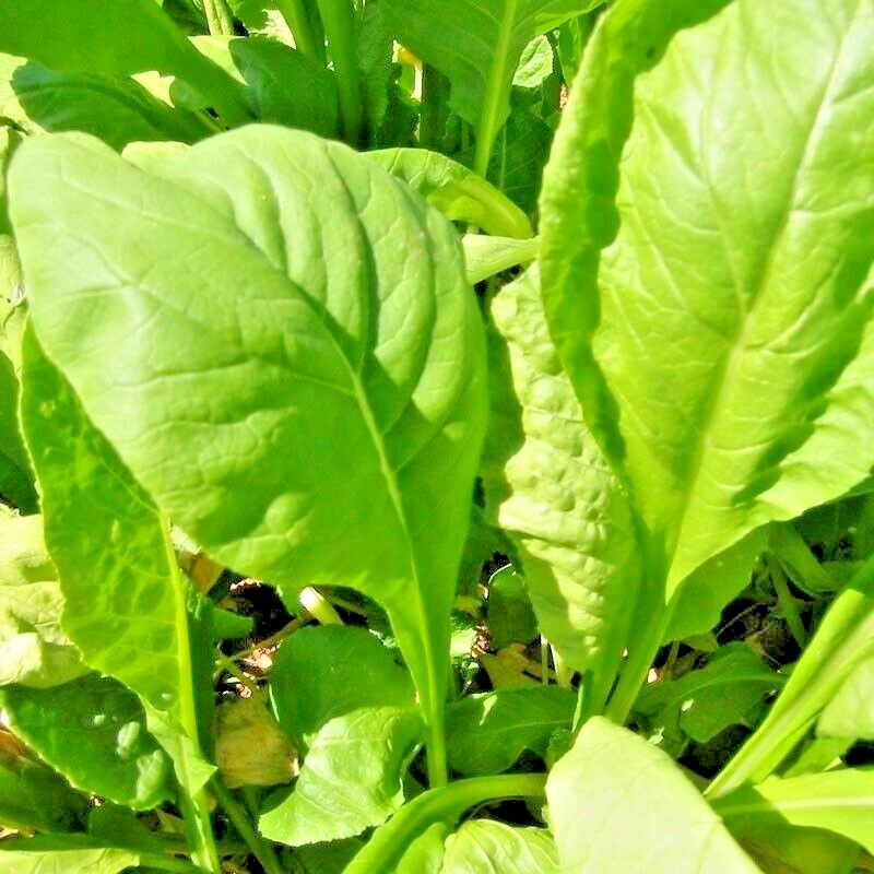 600+TENDERGREEN MUSTARD Seeds Organic Spring Fall Garden Container Greens Easy