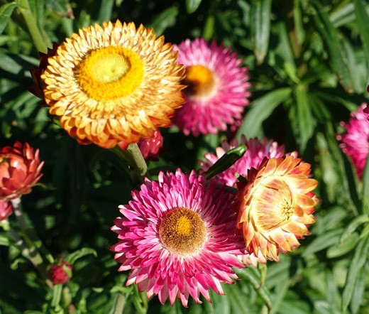 STRAWFLOWER MIXED COLORS Helichrysum Monstrosum – 1,000 Bulk Seeds