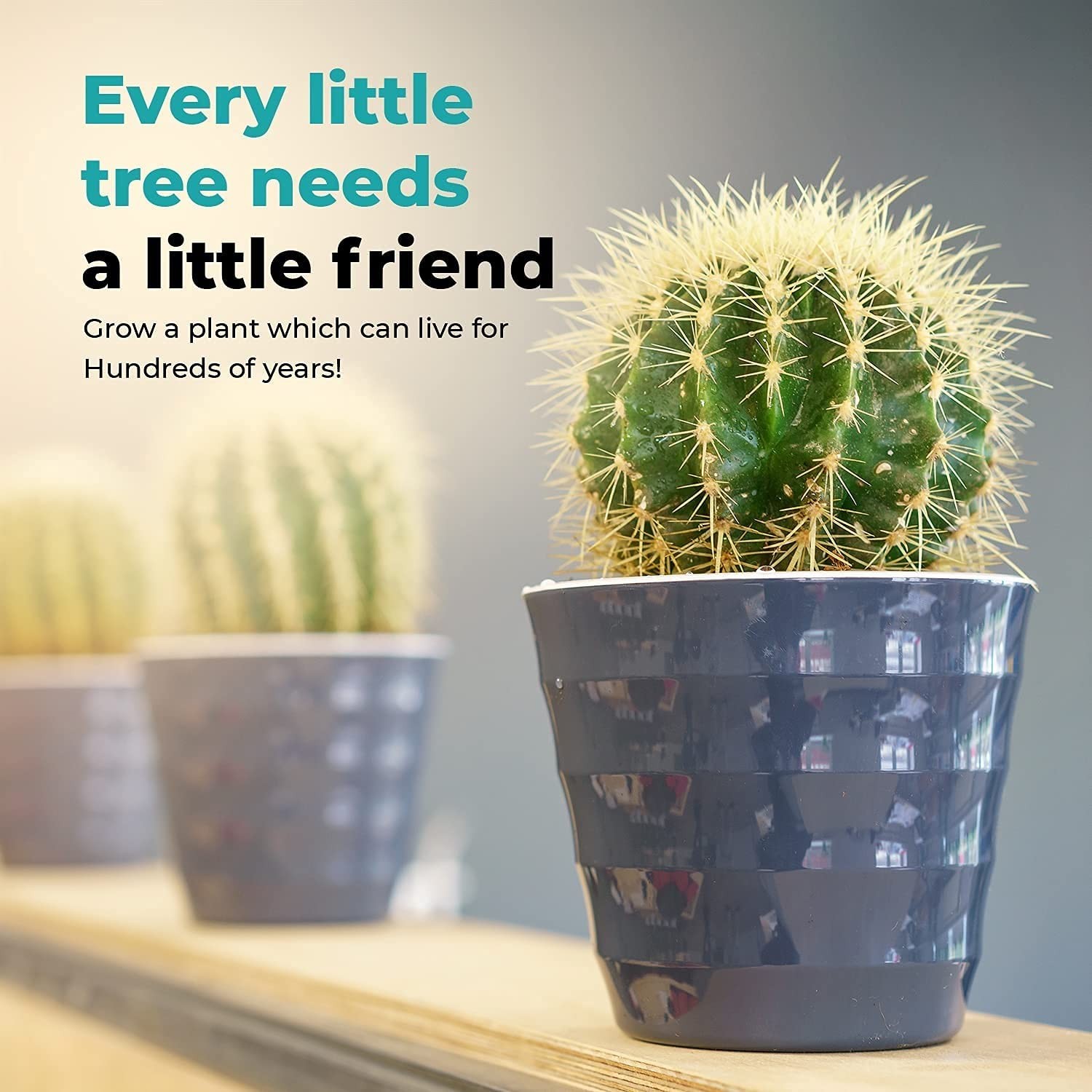 Cactus Kit Grow Your Own Seeds Starter | Plants, Cacuts
