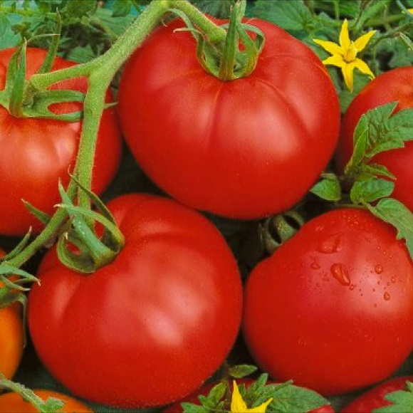 1 oz Tomato Seed, Bonny Best, Non-Gmo Heirloom Tomato, Tolerates Cold, 12000 ct