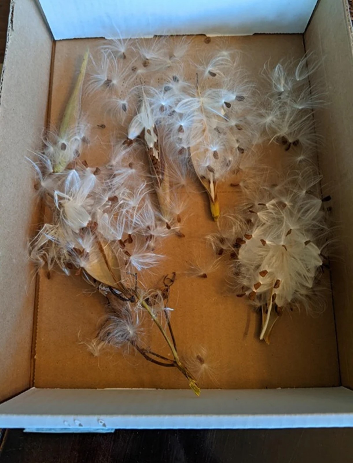 Organic Heirloom Orange Butterfly Weed Milkweed Seeds
