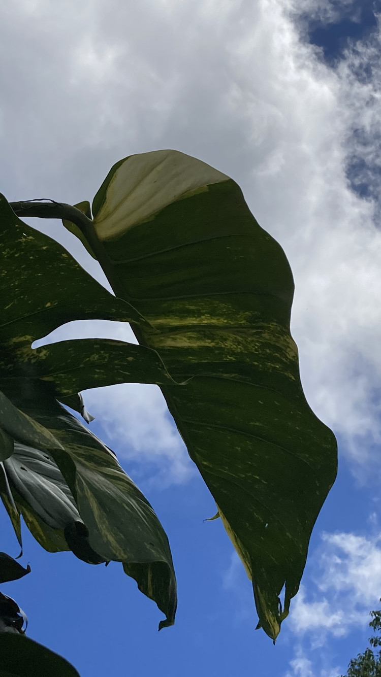 3 cuttings Golden Pothos Hawaiian Giant Variegated 12” Epipremnum Air Cleaner #1