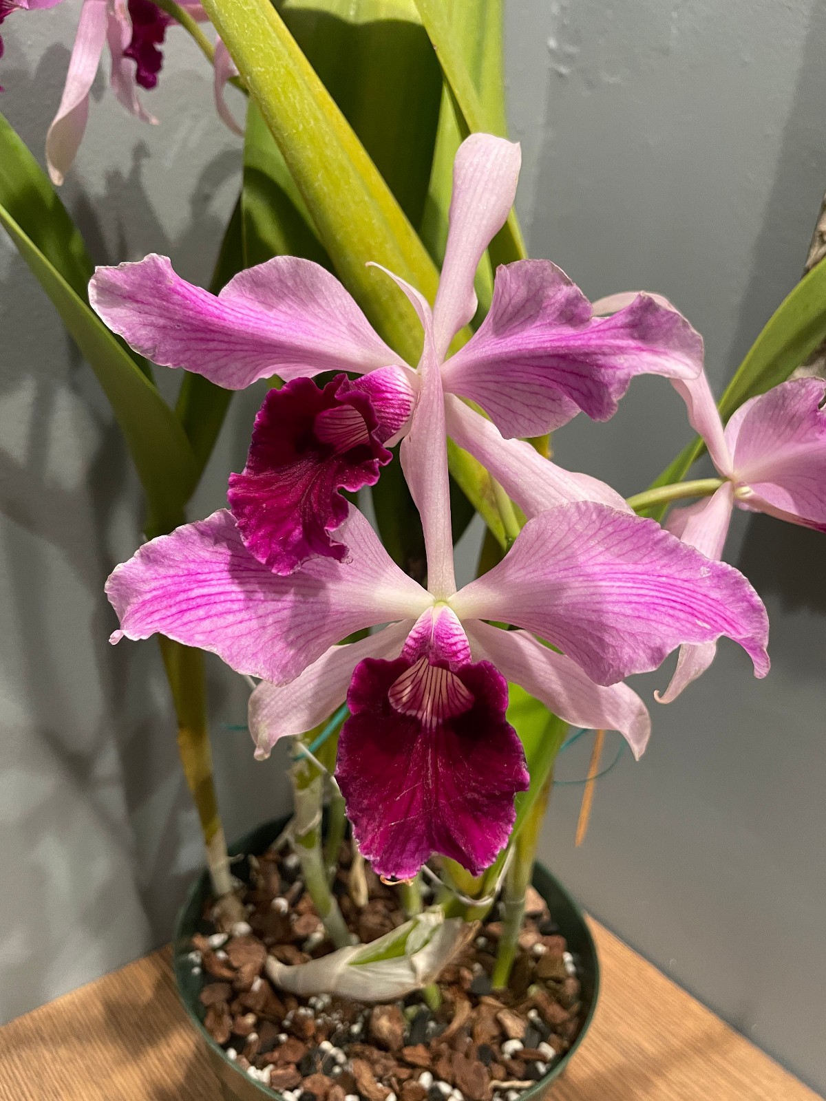 L. purpurata striata Species Cattleya Orchid Plant (Flowers are finished)