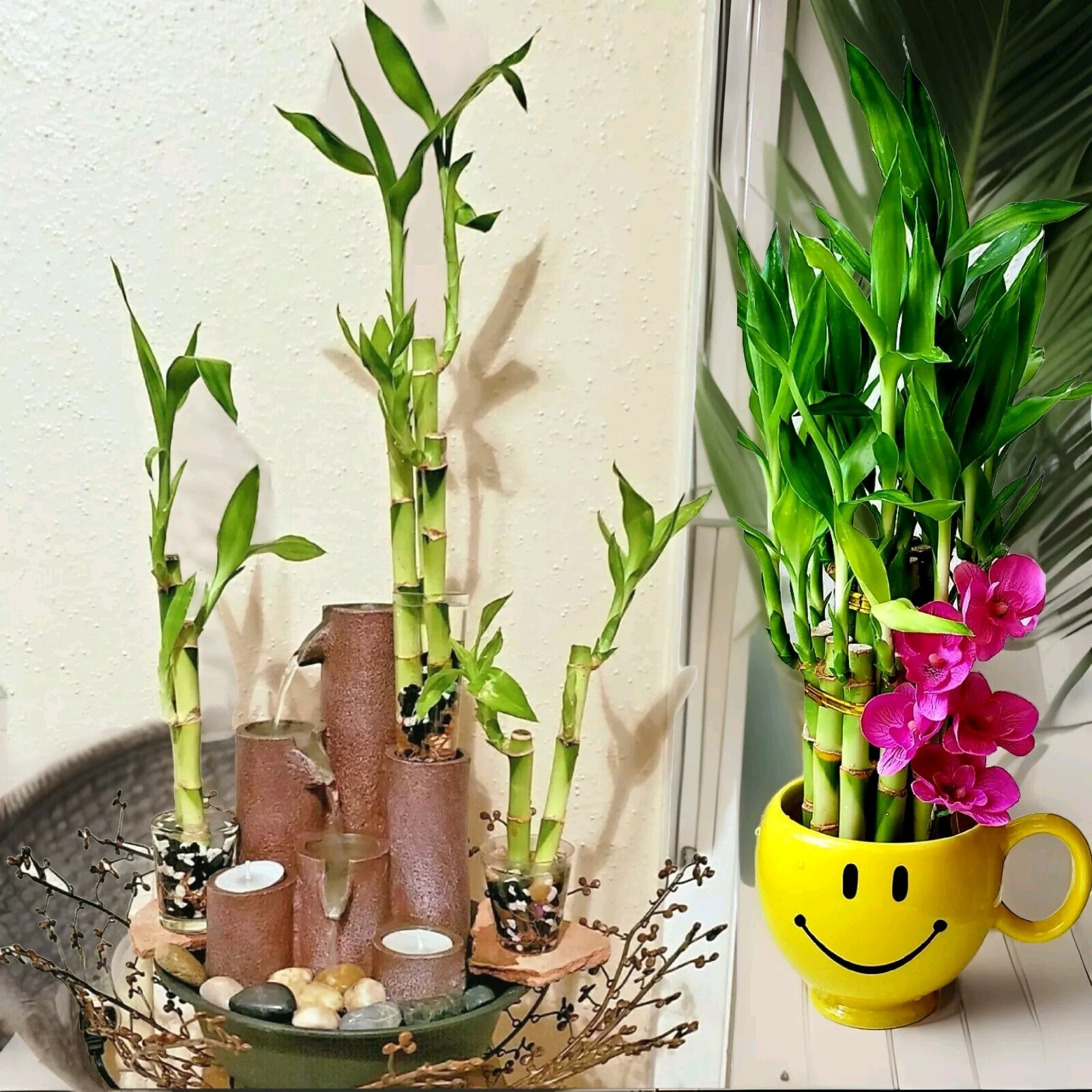 4″ 6″ 8″ Lucky Bamboo Plants – 3 Stalks, Feng Shui, GIFT