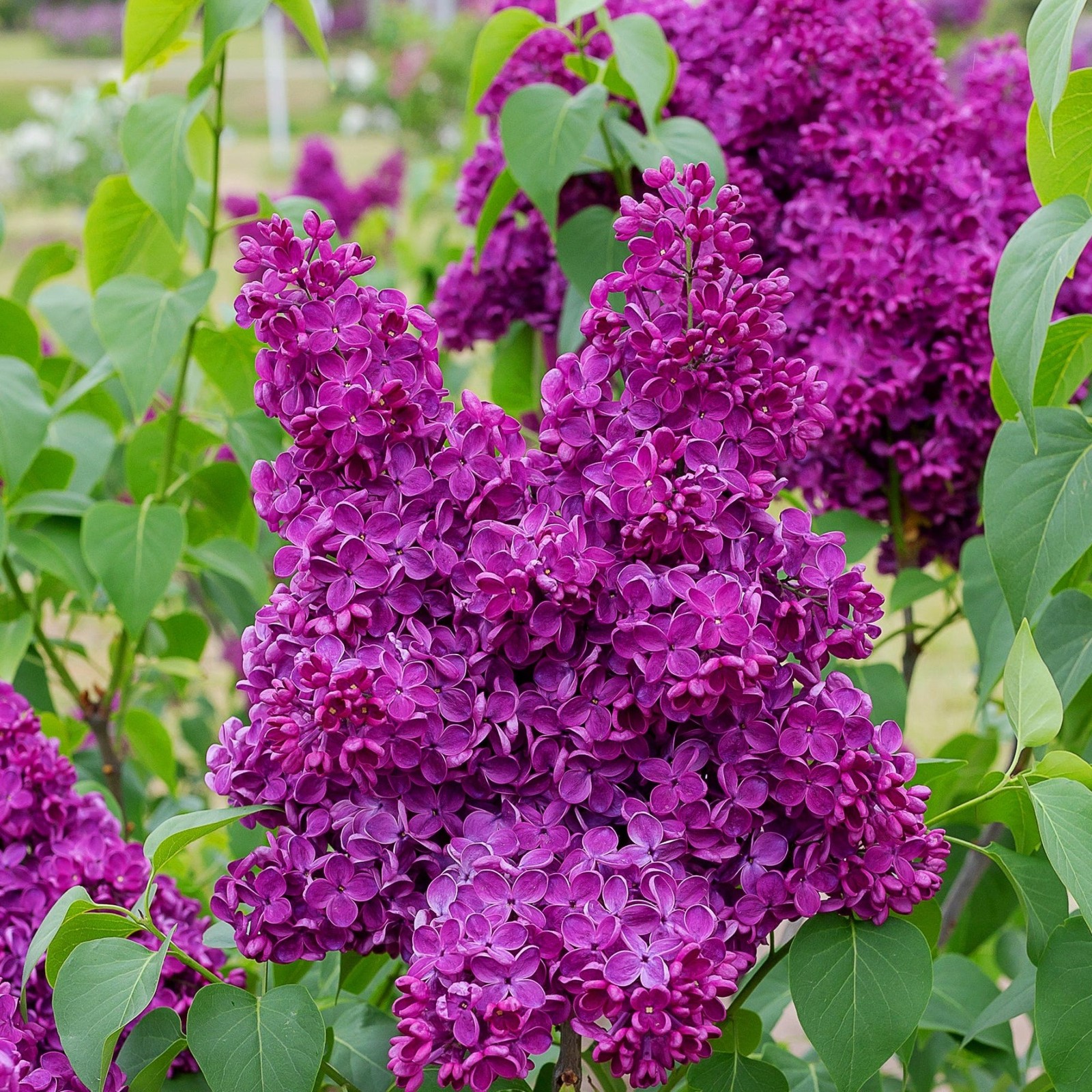 Lilac Syringa Common Purple 1 Potted Plant Rooted in Quart Pot, Easy to Grow