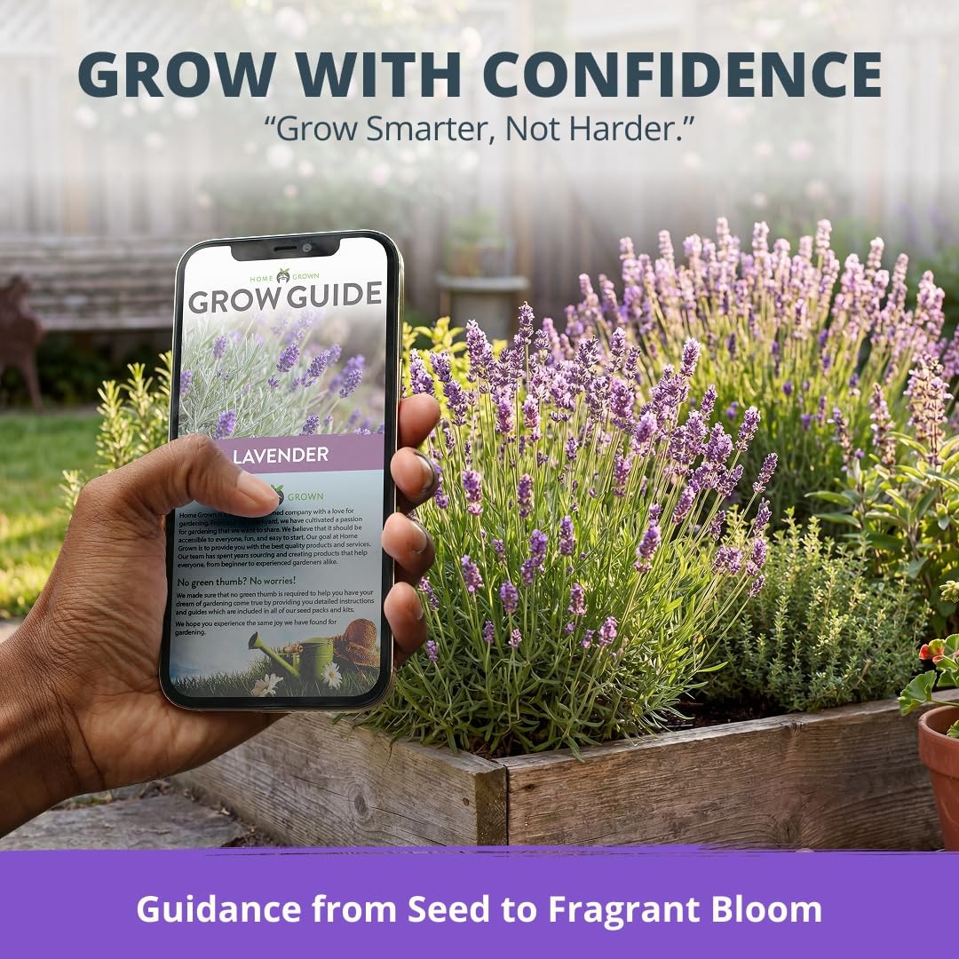 HOME GROWN Non GMO English Lavender Seeds 3,000+ Wildflower 2-Pack, Purple