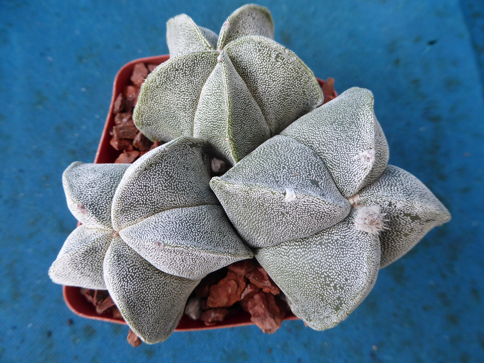 Astrophytum myriostigma THREE (3!) Plants 2 Regular, 1 Quadricostatum 3.25″ Pot