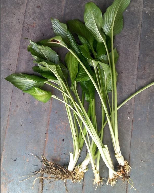 3x Hosta Eyes Live Plant Green Plantain Lily, Purple Flowers Bare Root Pre Order
