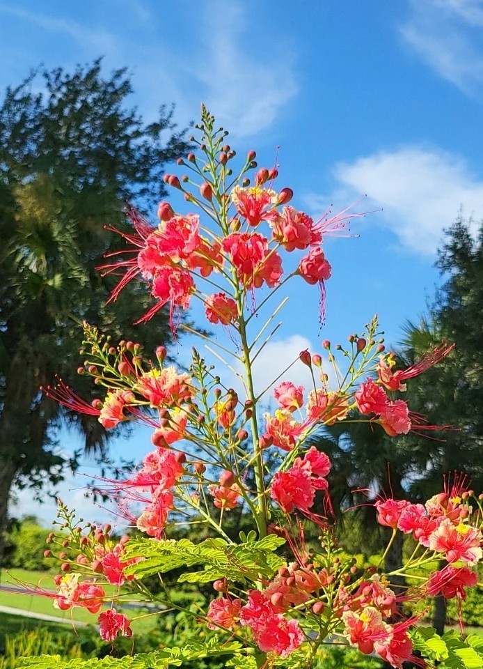 10 seeds Pink Caesalpinia Pulcherrima PRIDE OF BARBADOS Dwarf Poinciana