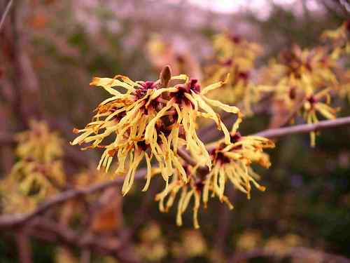 Witch Hazel, Hamamelis virginiana, Tree Seeds