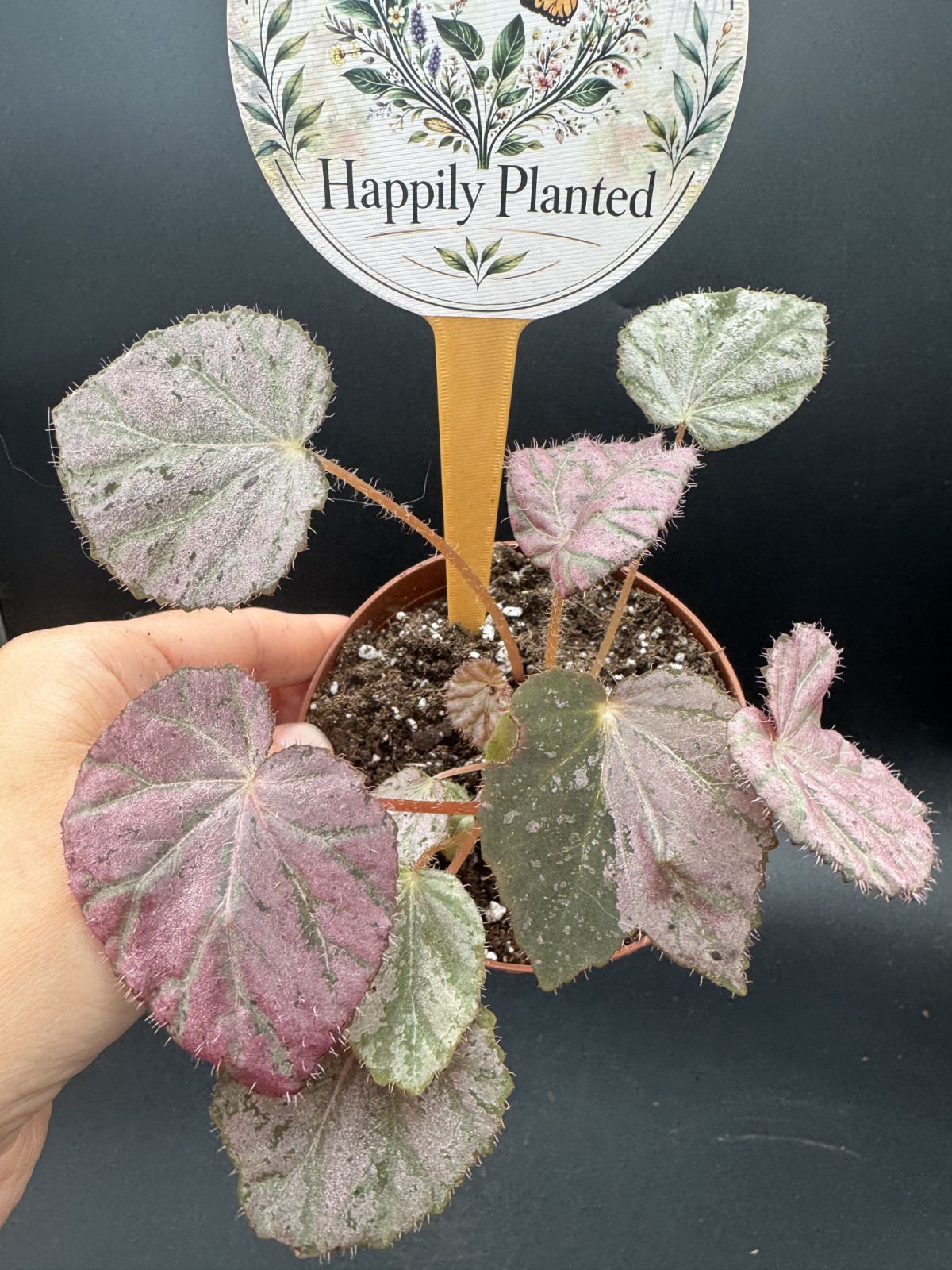 Begonia Stormy Sunset – 4″ Pot Live Plant – Free Shipping