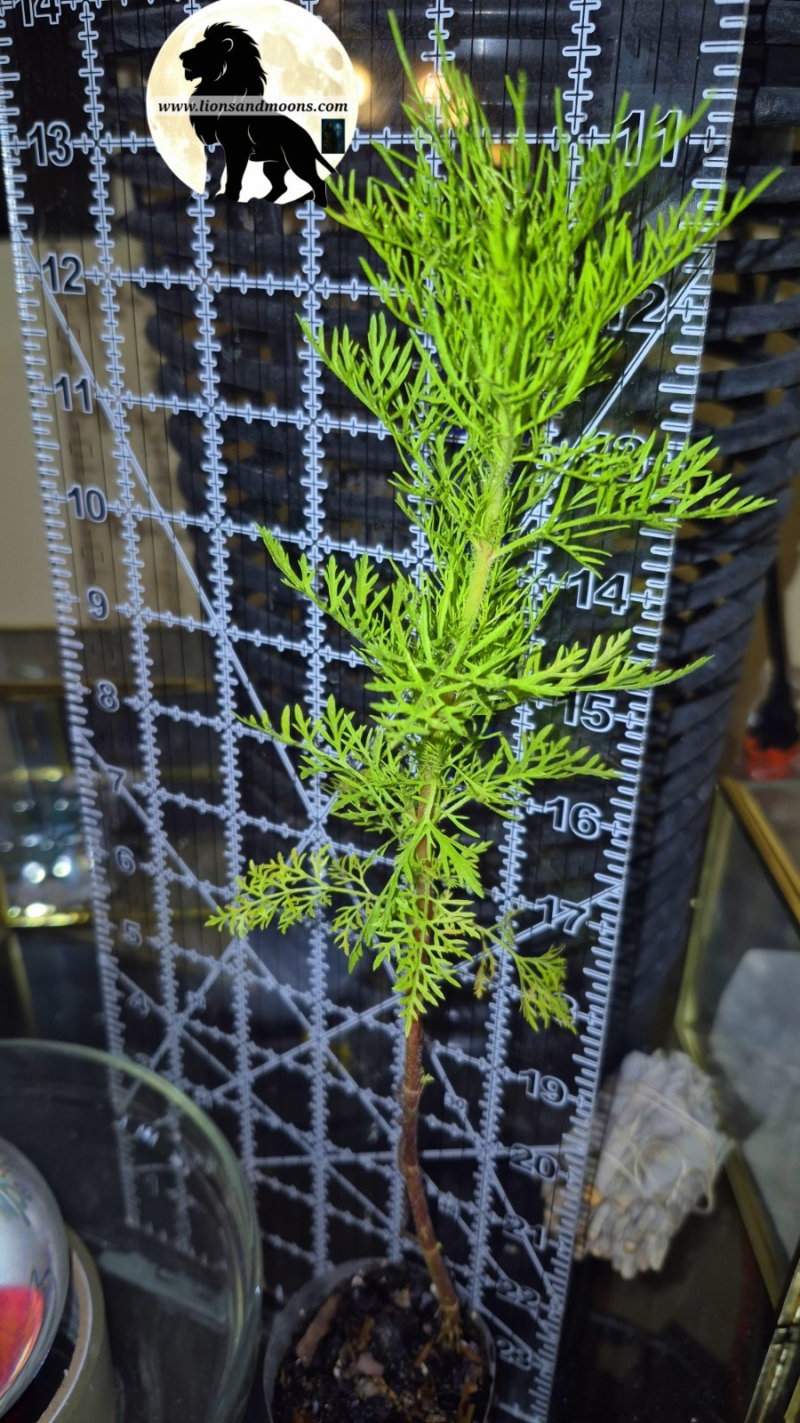 Fennel, Florence Starter Plant – Foeniculum Vulgare