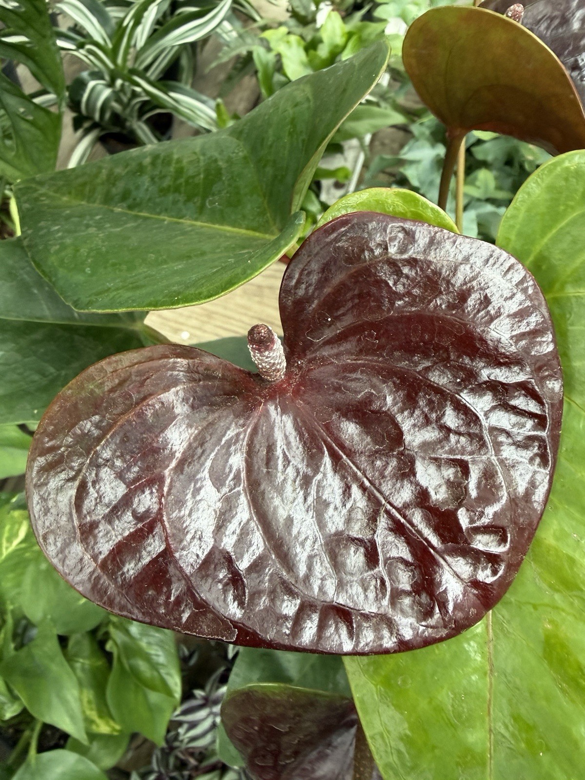Anthurium COCOA Chocolate Color
