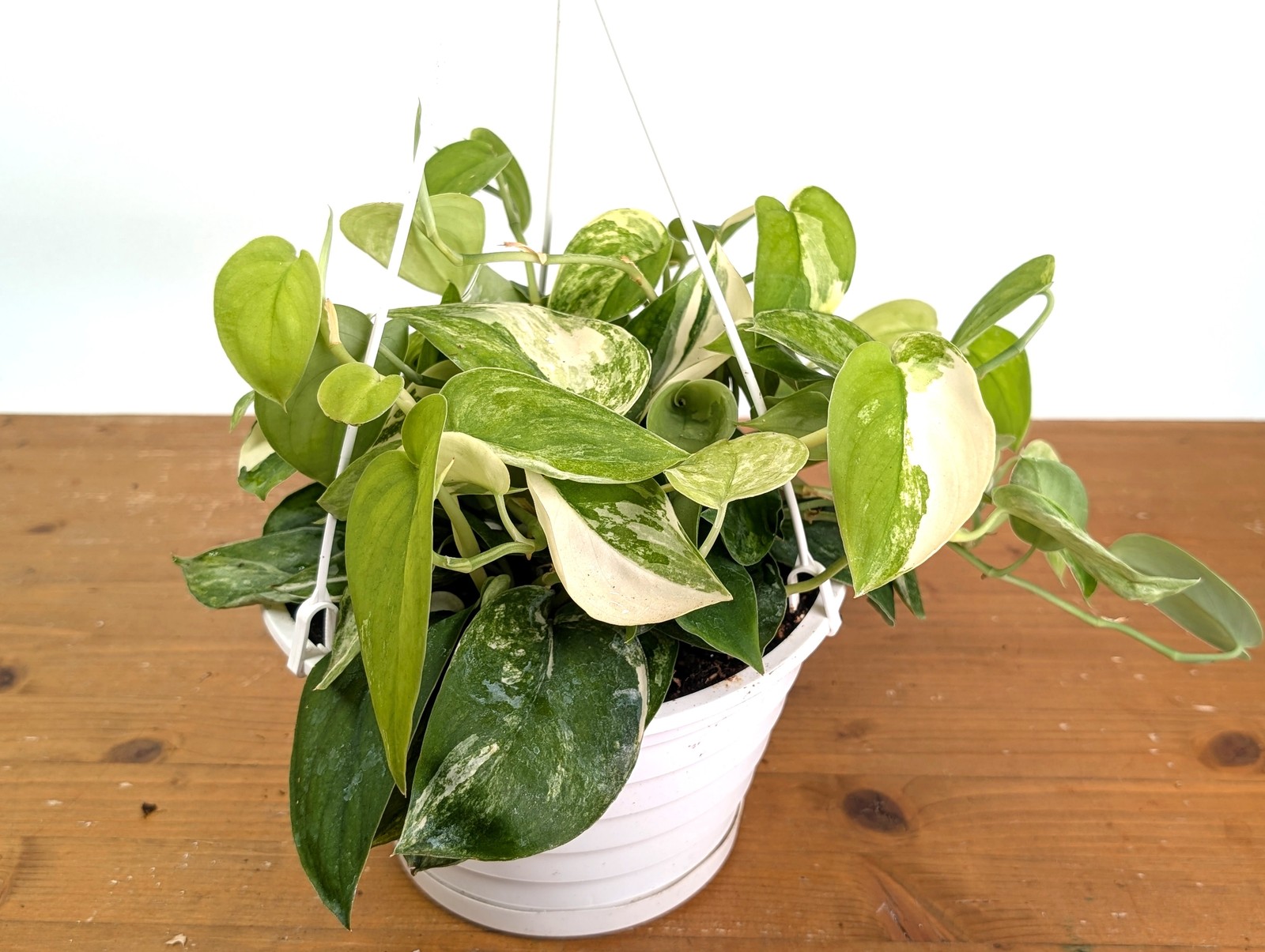 Scindapsus pictus Jade Satin Variegated Pot Size: 8 Inch Basket