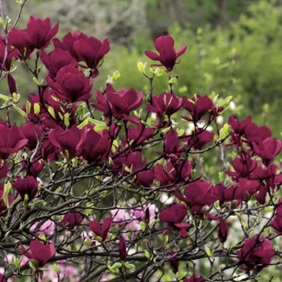 Genie~Magnolia Hybrid Tree~Deep Plum purple Fragrant Blooms! Large 1 Gallon Pot