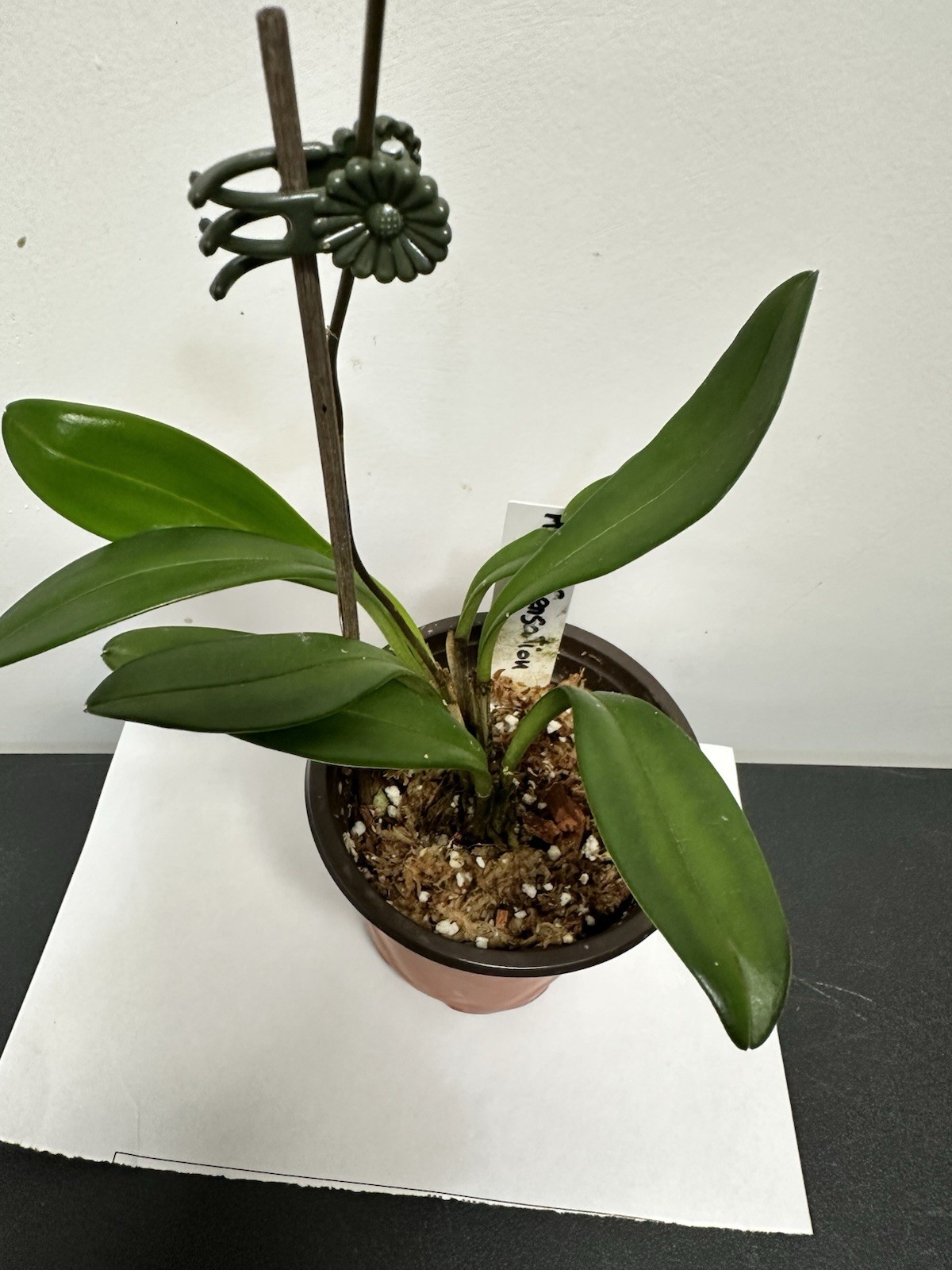 Masdevallias Orchids Plants