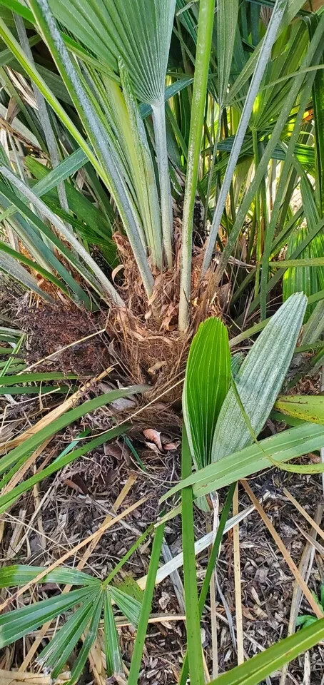 Rhapidophyllum hystrix 100 seeds 2024