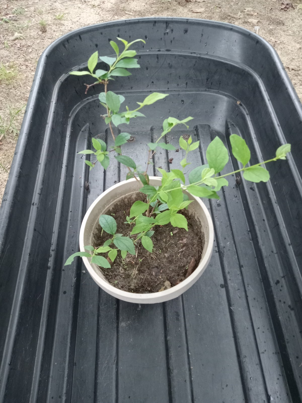 1 Large English Dogwood aka Mock Orange White Flowering Live Rooted Plant