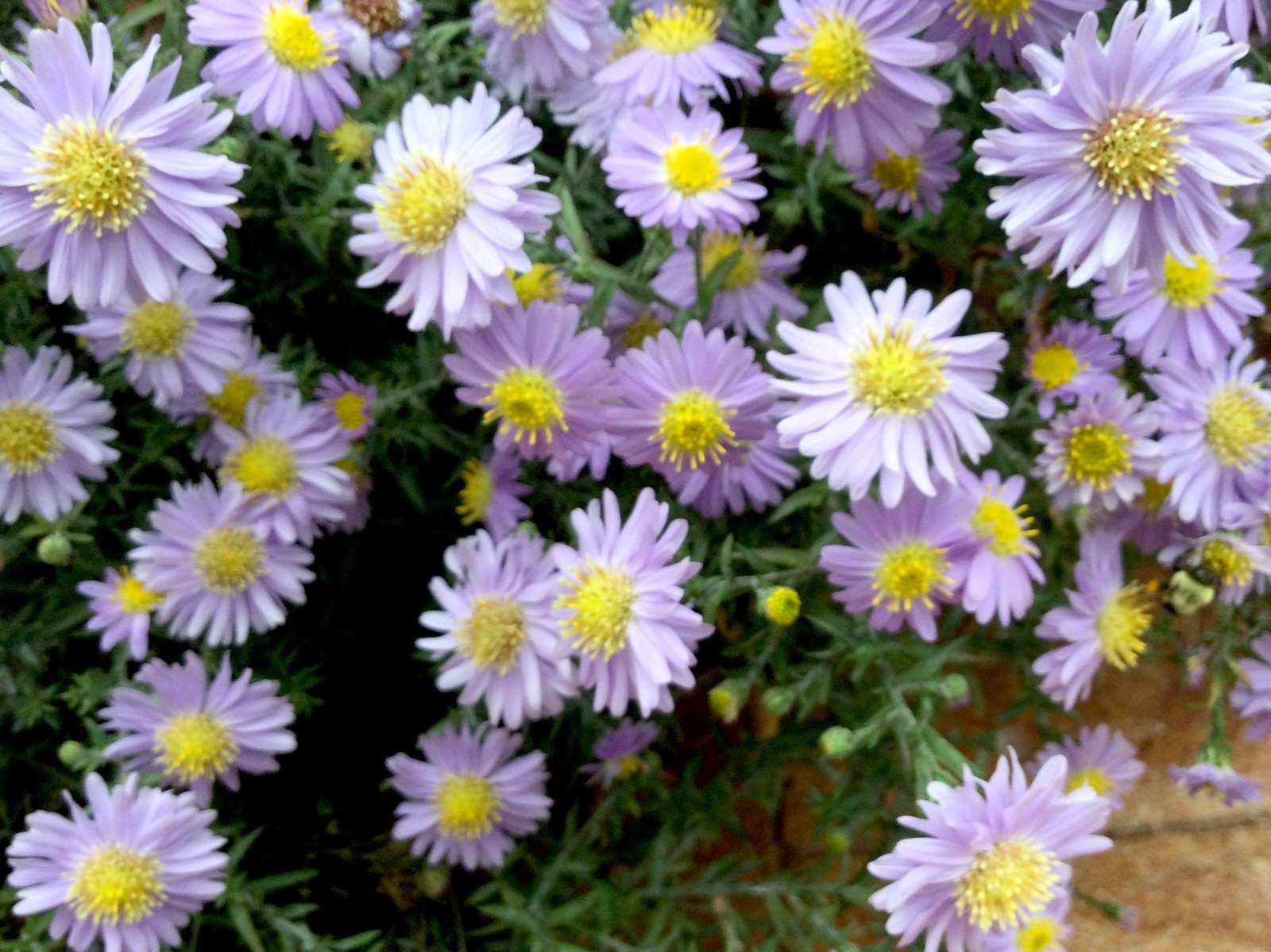 LOT of 5 – Lavender Mounding Aster – Perennial Starter Plants – Fall Blooming
