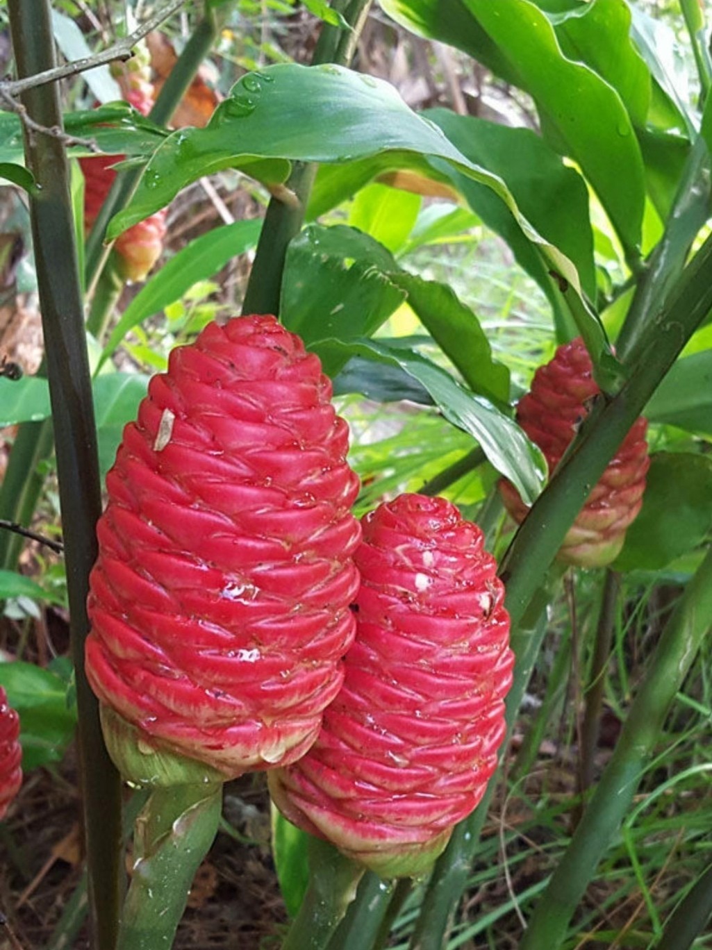 5 Awapuhi Ginger RHIZOMES SC Grown Shampoo Ginger Roots (Zingiber Zerumbet)