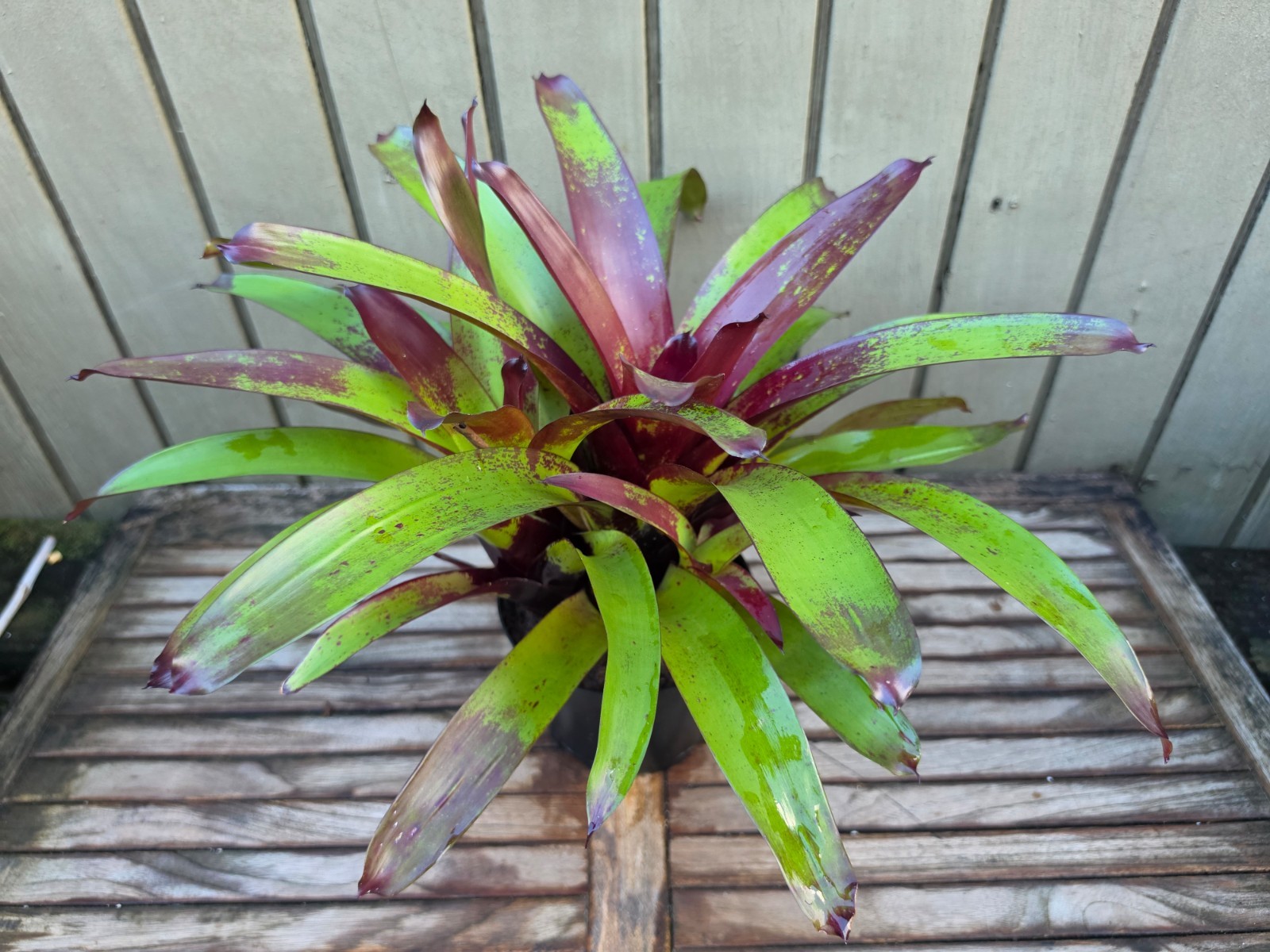 Vriesea Erythrodactylon ‘Purple Cockatoo’ rare bromeliad 6”pot
