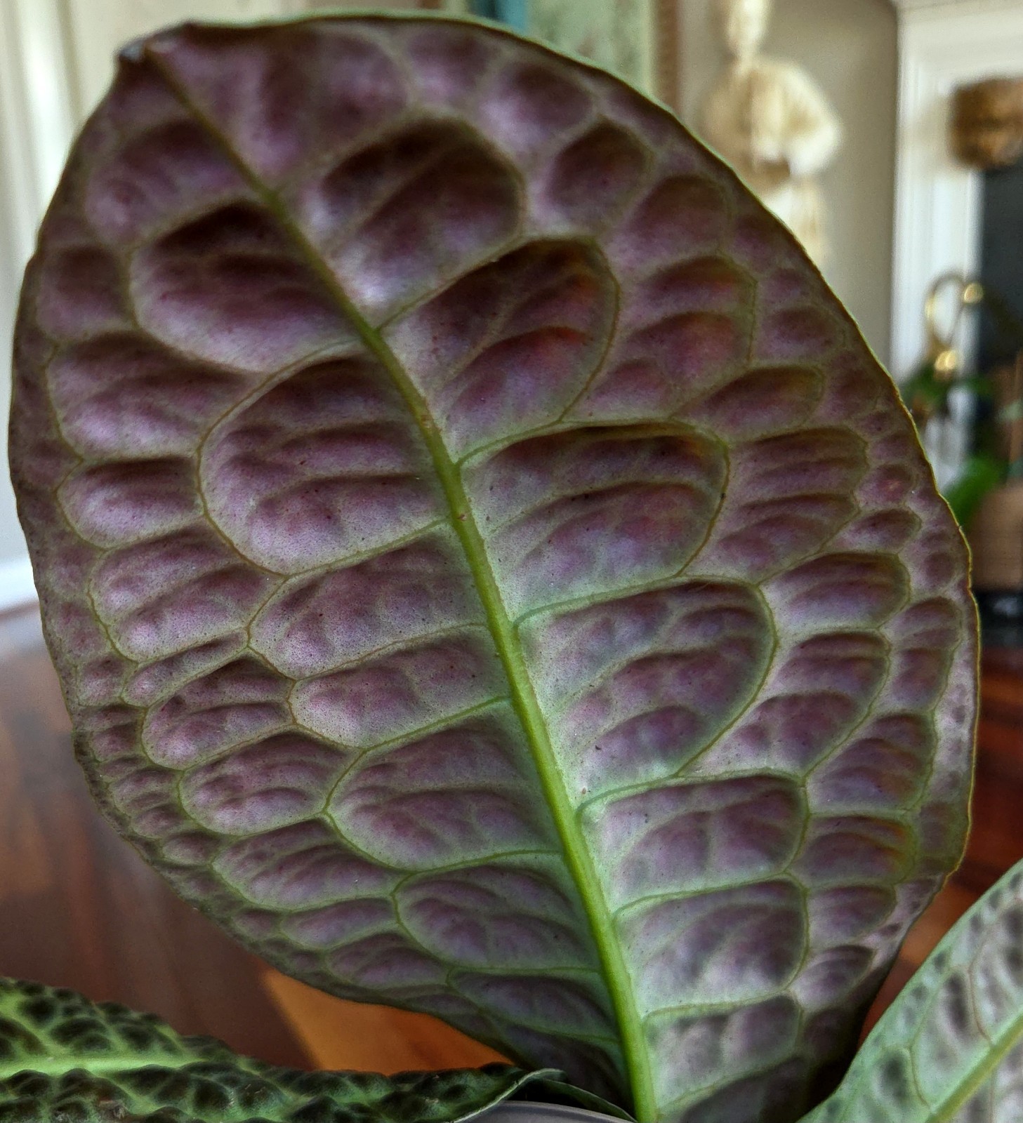 Rare Labisia Kura Kura 14″ Tall 2 Plants Aroid Not Philodendron Monstera