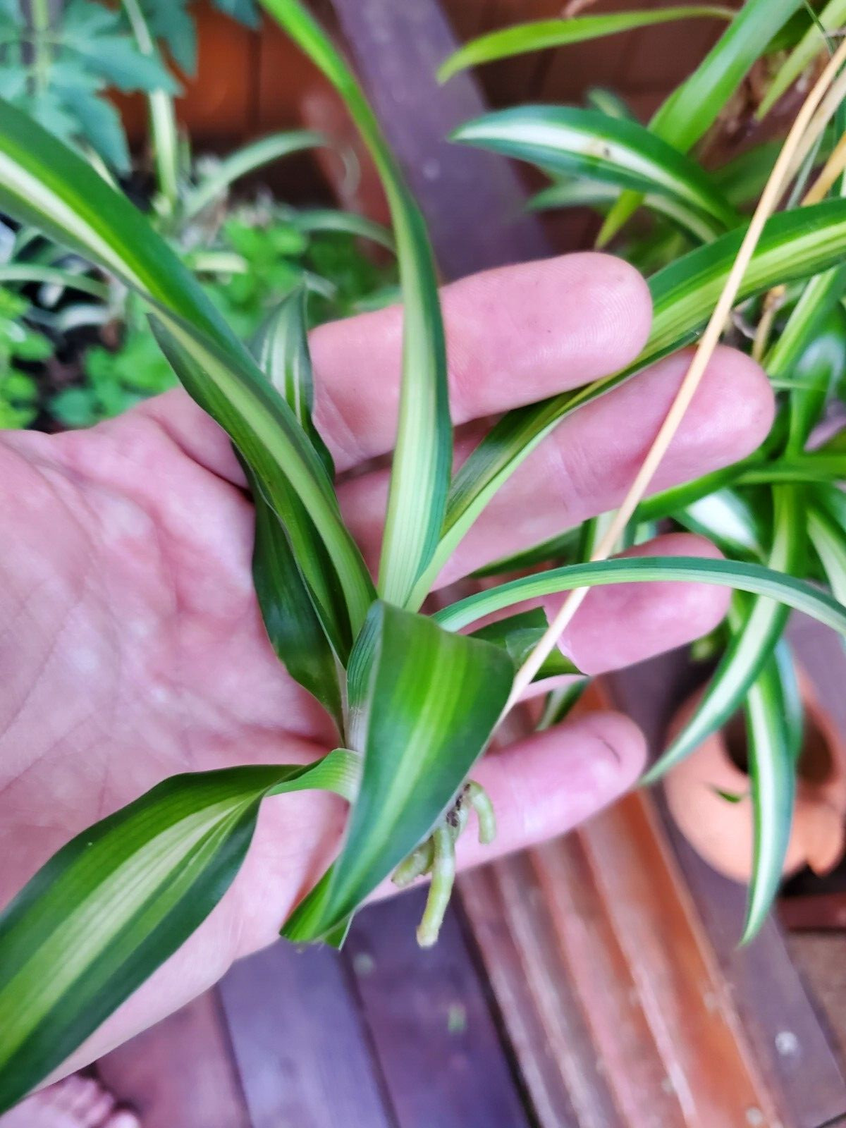 2 Dark Green Spider Airplane Plants Rooted Starts Live Plants