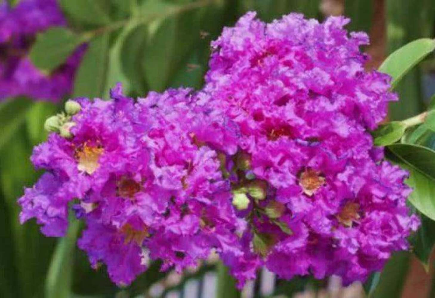 Royalty Crape Myrtle: Royal Purple Flowers in a Manageable Small Tree