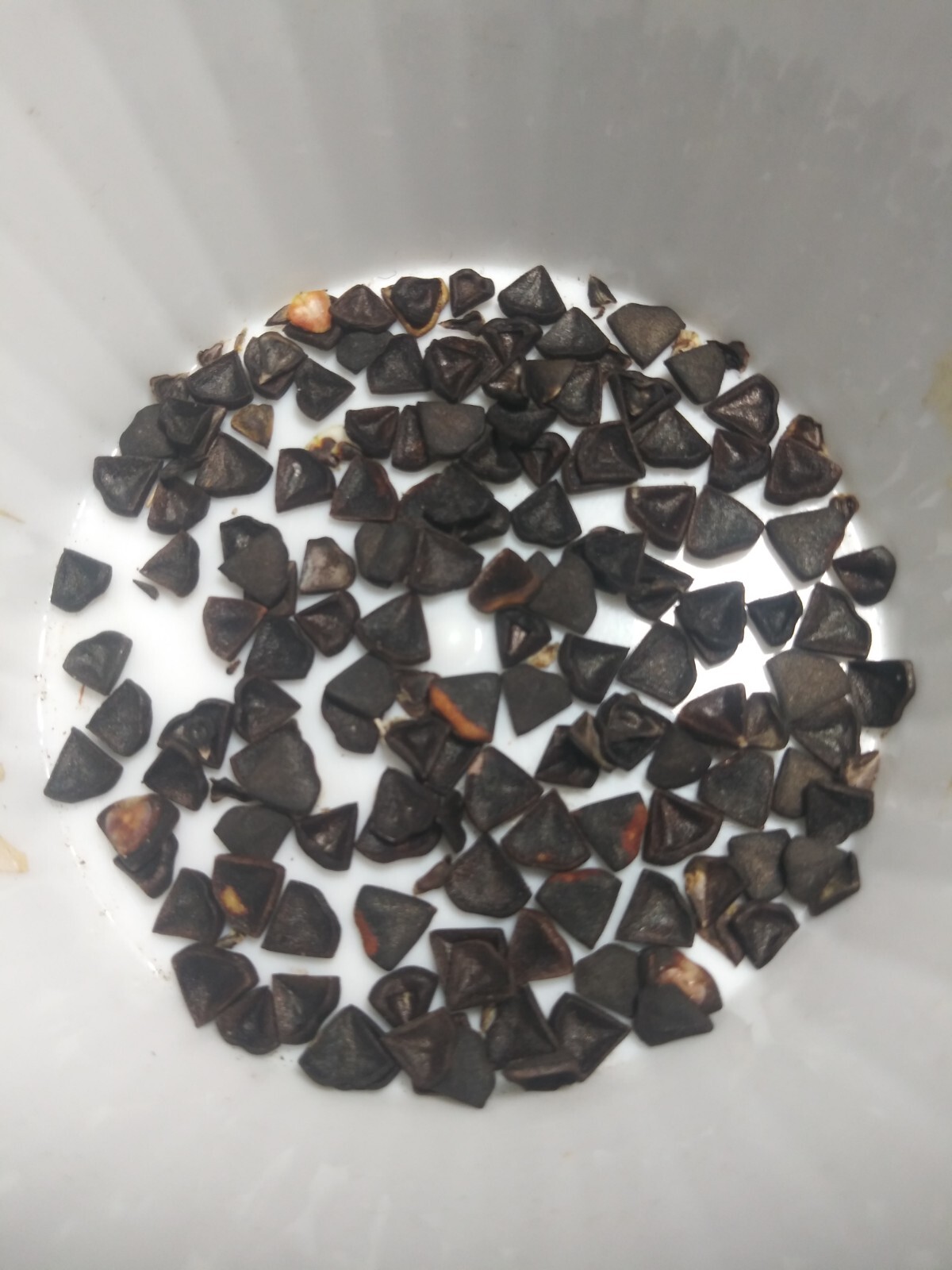 Aristolochia Watsonii ~ 20 Seed ~ Butterfly Garden