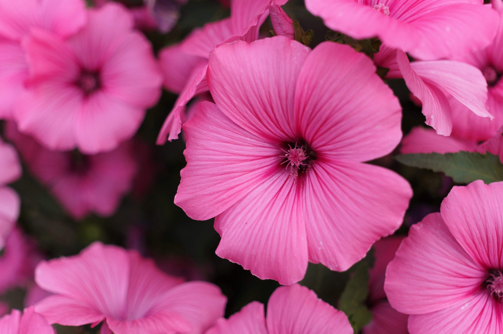 200 ROSE MALLOW (Bush Mallow) Hibiscus Lavatera Trimestris Flower Seeds