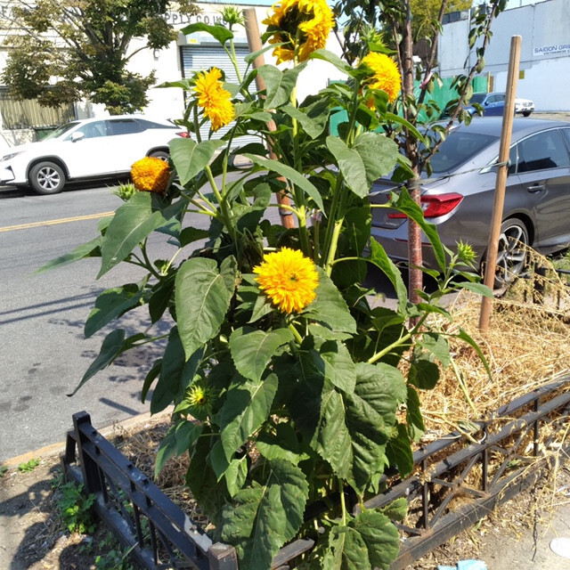 Double Tall Sungold Giant SunFlower 30 Fresh seeds Harvested in 2025~NonGMO