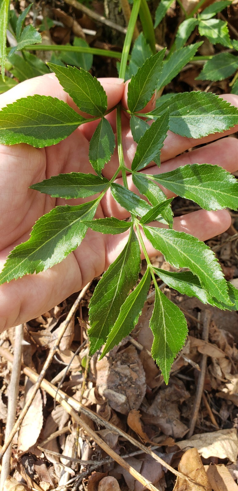 10 Wild Native Organic American Elderberry Cuttings
