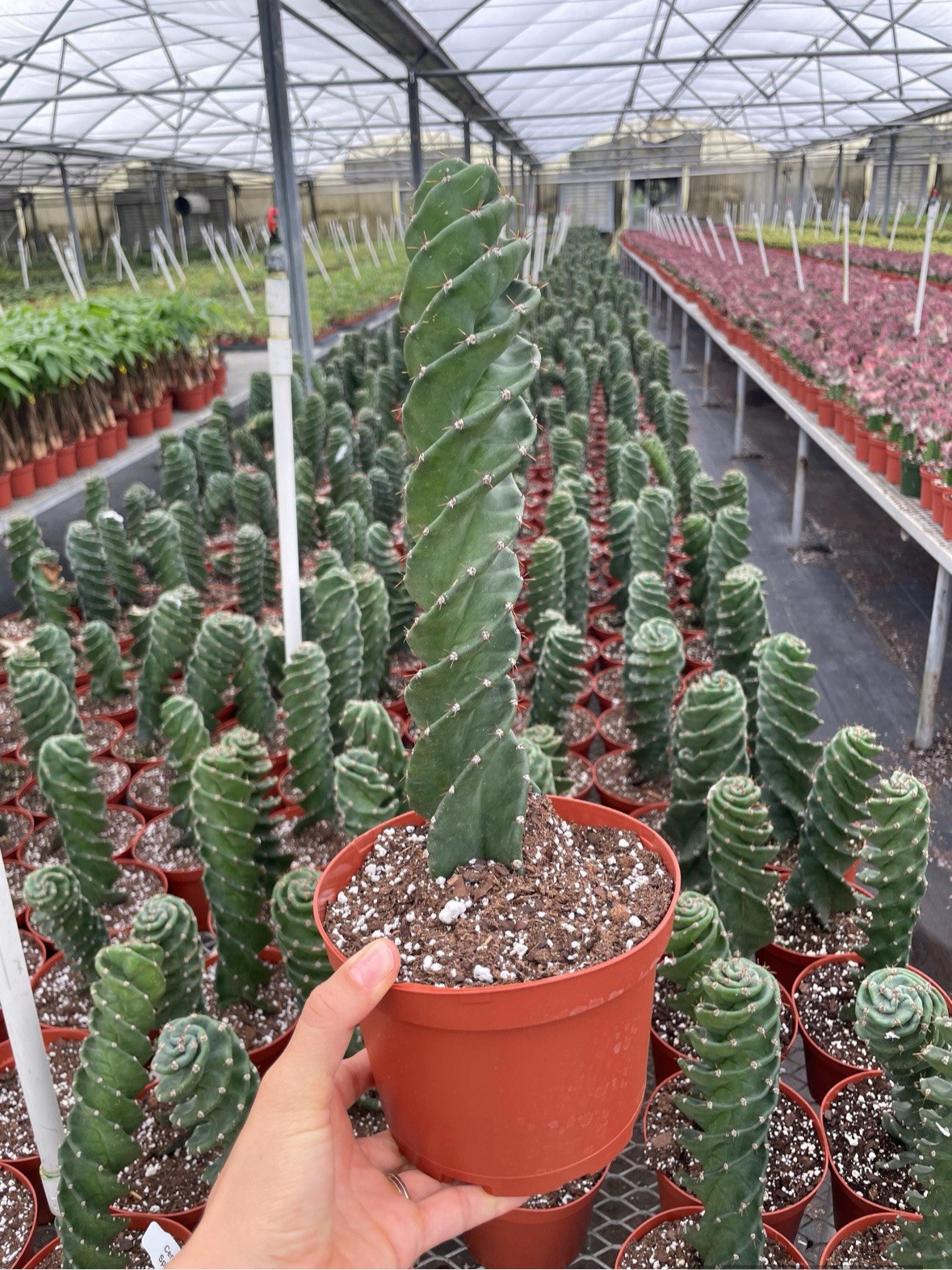Spiral Cactus | 6 In pot | Cereus Forbesii Spiralis | Rare Cactus |