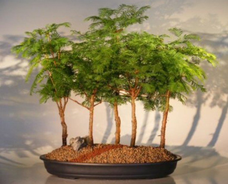 Redwood Bonsai Tree 20″H – 5 Tree Forest Group Metasequoia Glyptostroboides