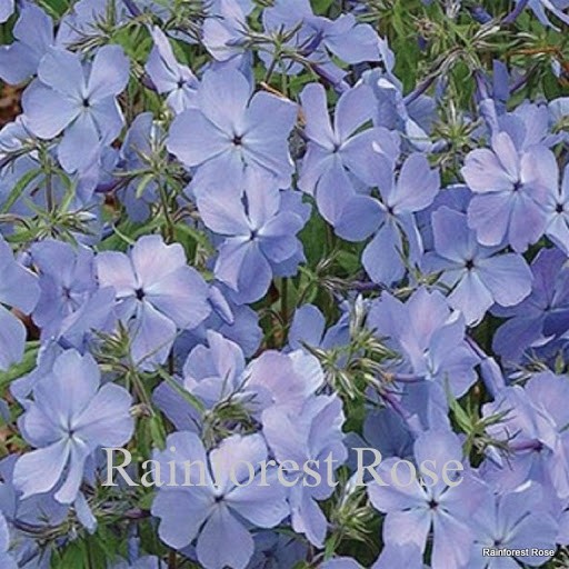 Phlox divaricata Blue Moon 72 USA grown Woodland Phlox Zone 4-9 FLOWERS XX