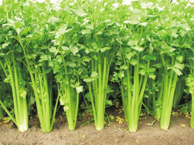 RARE✿ Heirloom Chinese Green Celery 50+ Seeds ●Cut and Grow Again