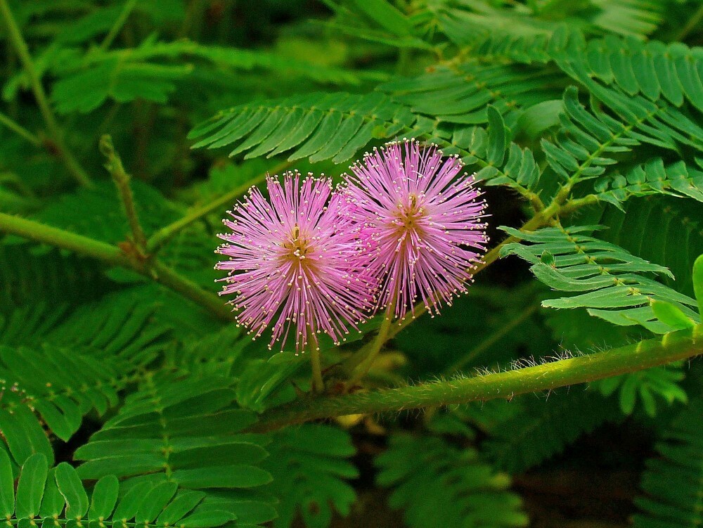 SENSITIVE PLANT Mimosa Pudica – 30 SEEDS. *LESS S&H