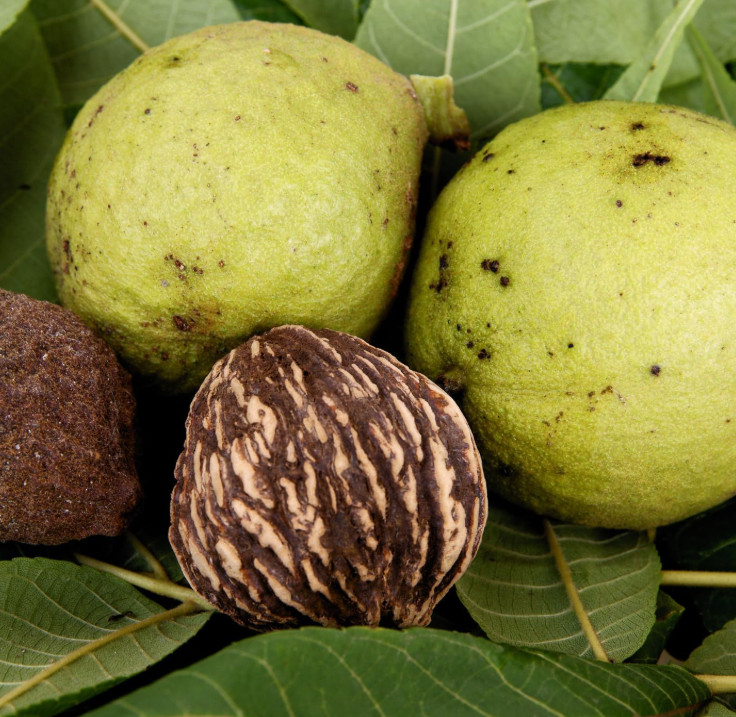Live Black Walnut Tree – Quart Pot – Juglans nigra – Nut-Producing Shade Tree