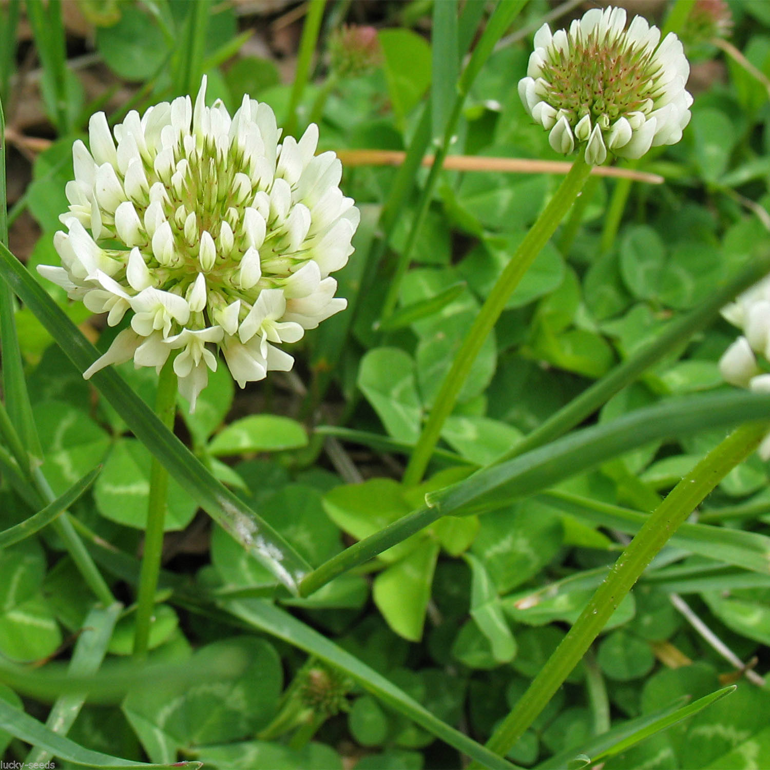 5 Pounds – White Dutch Clover Seed (Non GMO) Coated & Inoculated