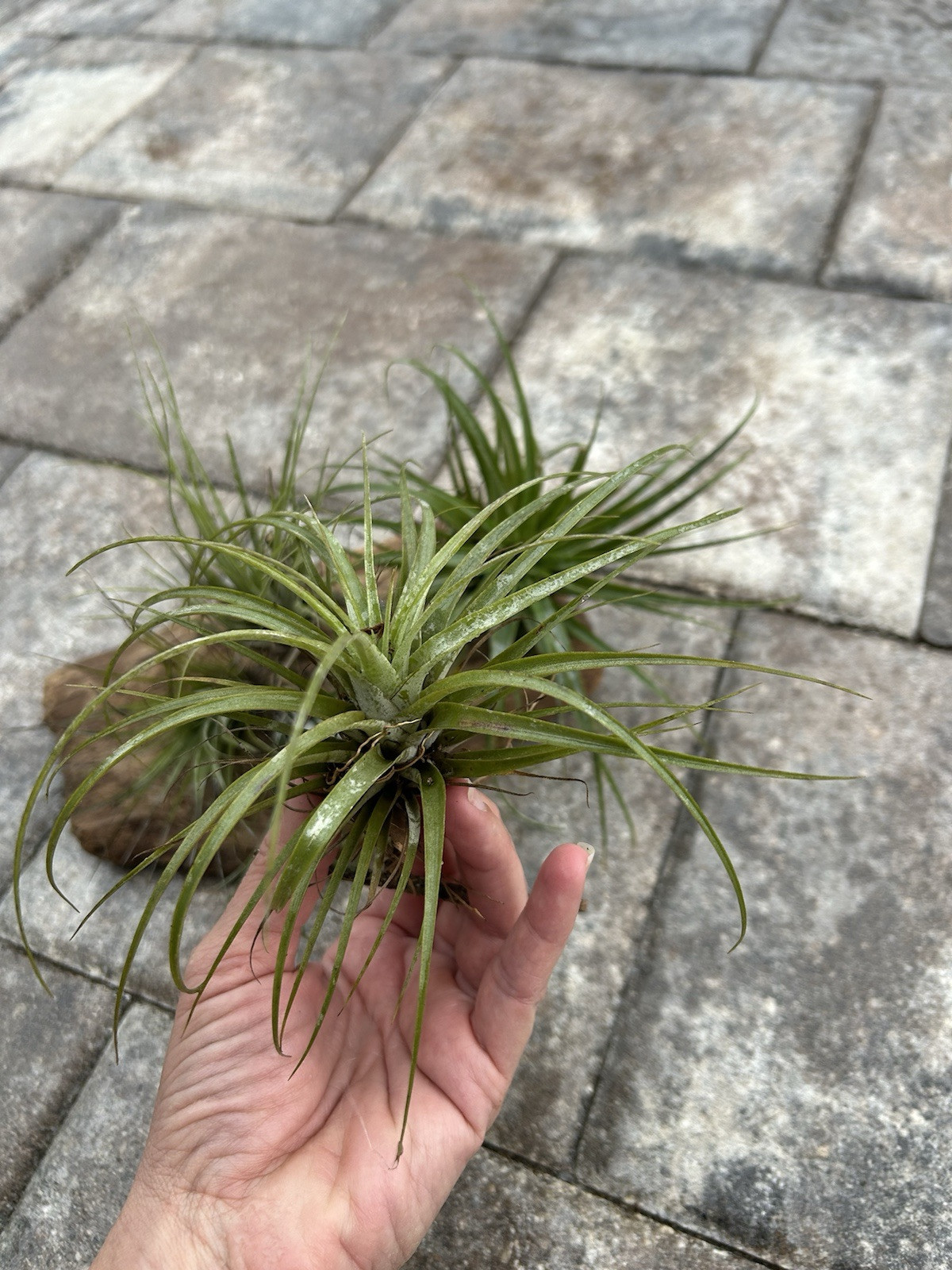 Tillandsia Airplants 3 Pack- Organic- Florida Grown Airplant- Air purifier