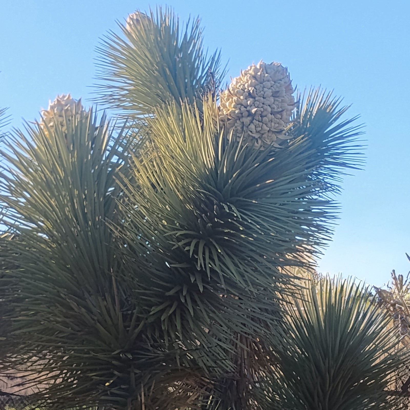 JOSHUA TREE SEEDS “Largest Yucca Plant” Cactus Cacti Succulent Palm Flower RARE!