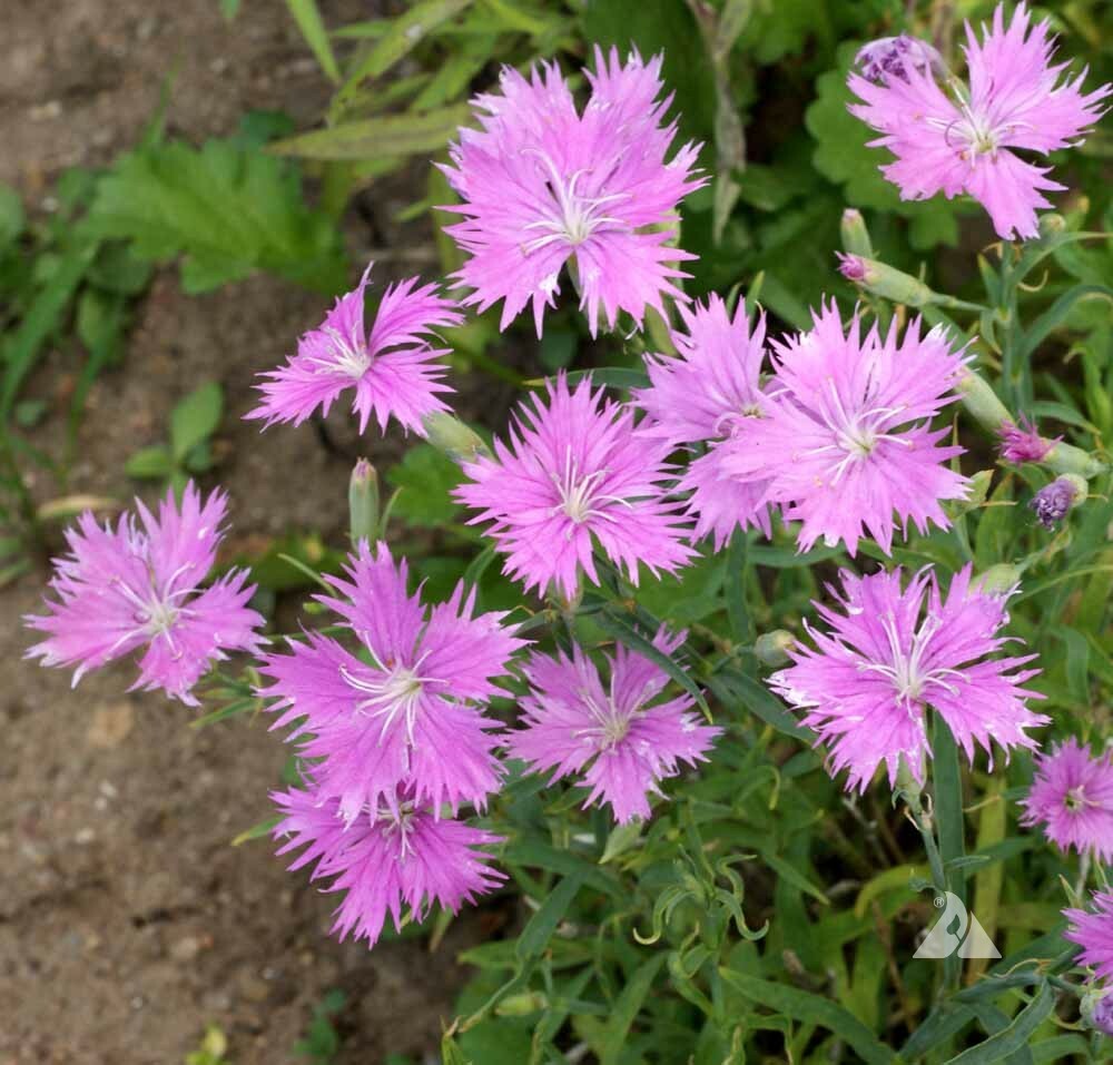 Sweet William Dianthus FRINGED PINKS Mixed Colors Perennial/Biennial 500 Seeds!