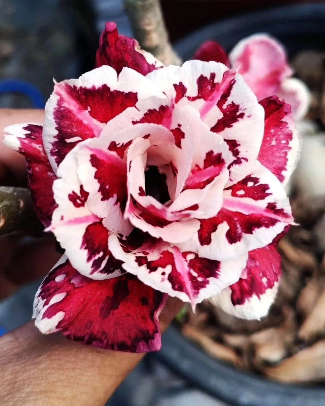 STRAWBERRY SUNDAE~Desert Rose Adenium Obesum Rooted Seedling Plant 3-6 inches